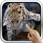 magic touch: leopard live wall android application logo